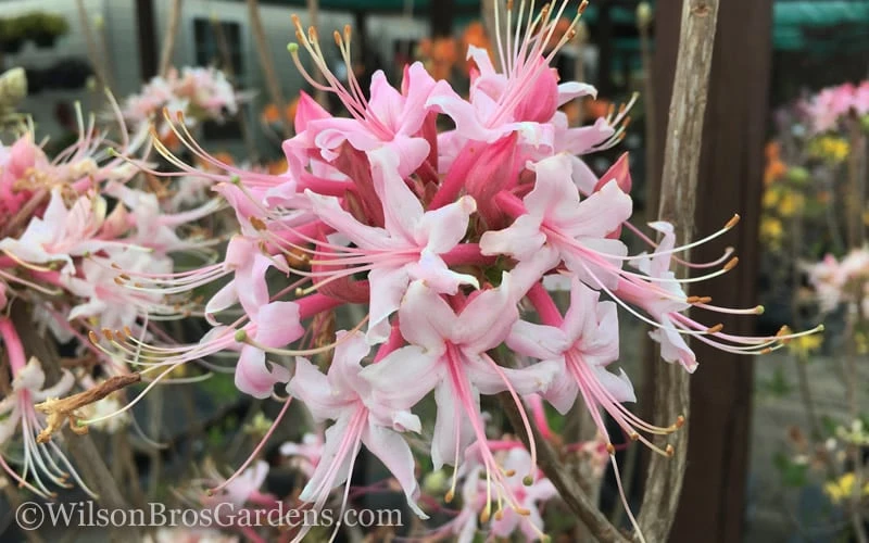 Varnadoes Phlox Pink Native Azalea - Rhododendron Canescens - 3 Gallon Pot - Image 7