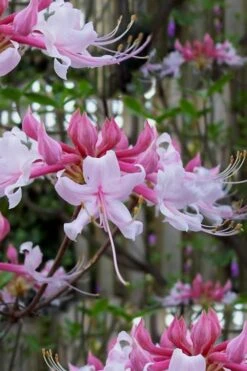 Varnadoes Phlox Pink Native Azalea - Rhododendron Canescens - 3 Gallon Pot