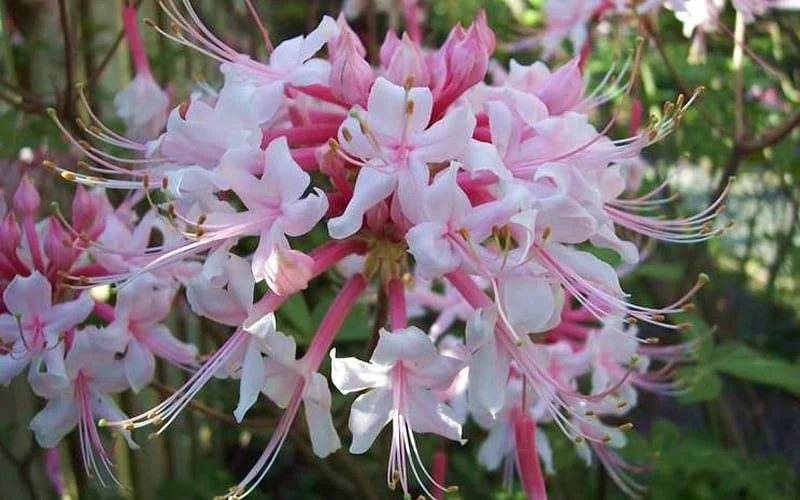 Varnadoes Phlox Pink Native Azalea - Rhododendron Canescens - 3 Gallon Pot - Image 9