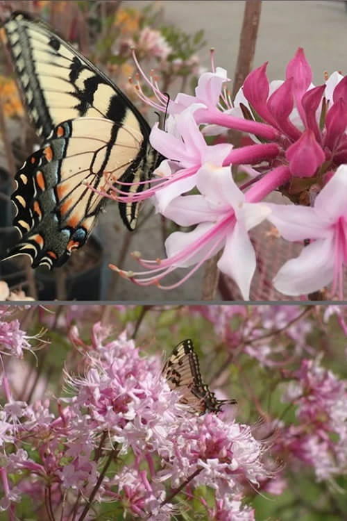 Varnadoes Phlox Pink Native Azalea - Rhododendron Canescens - 3 Gallon Pot - Image 4