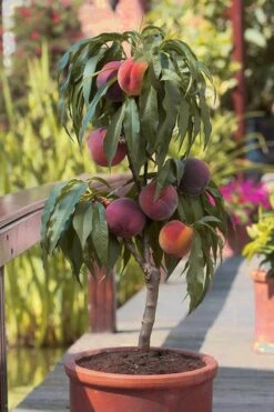 Bonanza Dwarf Patio Peach Tree - 2 Gallon Pot