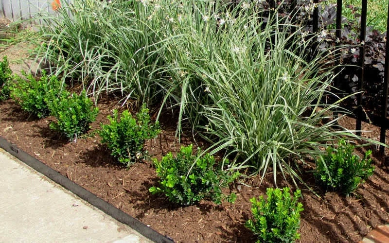 Baby Gem Boxwood - 1 Gallon Pot - Image 5