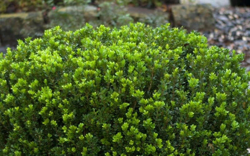 Baby Gem Boxwood - 3 Gallon Pot - Image 7