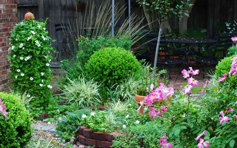 Baby Gem Boxwood - 3 Gallon Pot - Image 8