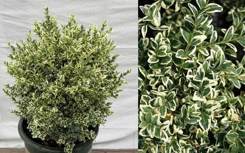 Dwarf Variegated Boxwood - 6 Pack Of 1 Gallon Pots - Image 5