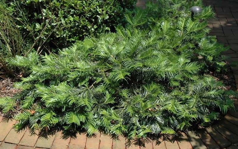 Creeping Japanese Plum Yew (Cephalotaxus Harringtonia 'Prostrata') - 3 Gallon Pot - Image 7
