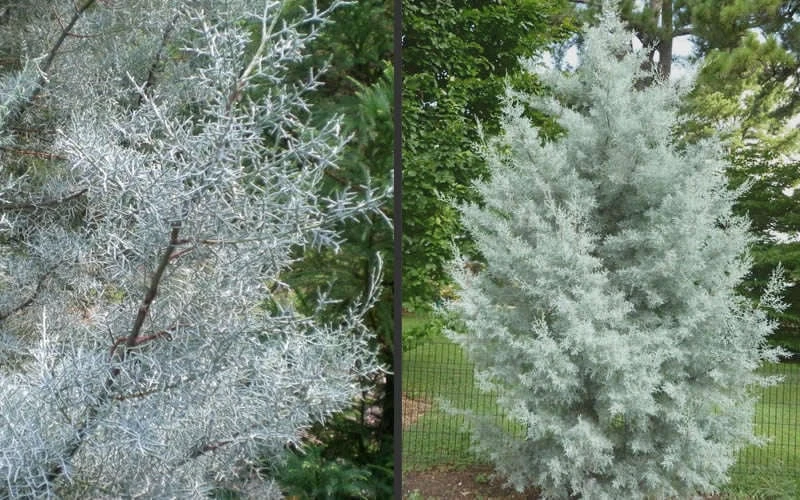 Silver Smoke Arizona Cypress - 3 Gallon Pot - Image 6