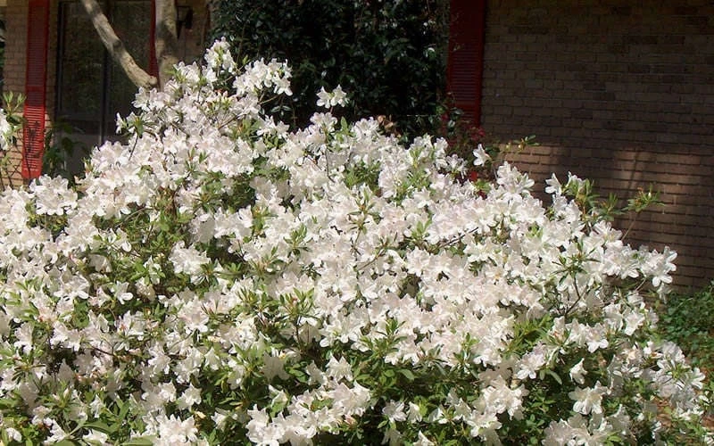 Autumn Ivory Encore Azalea - 1 Gallon Pot - Image 4