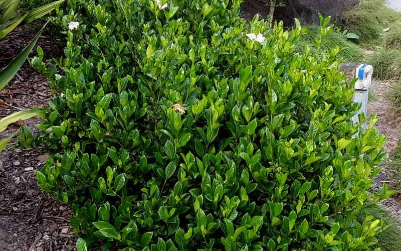 August Beauty Gardenia - 2.5 Quart Pot - Image 6