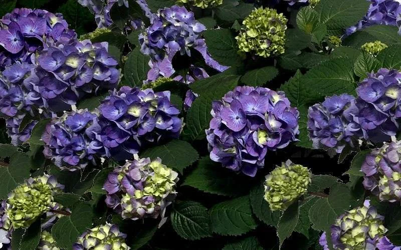 Bloomstruck Endless Summer Hydrangea - 3 Gallon Pot - Image 6