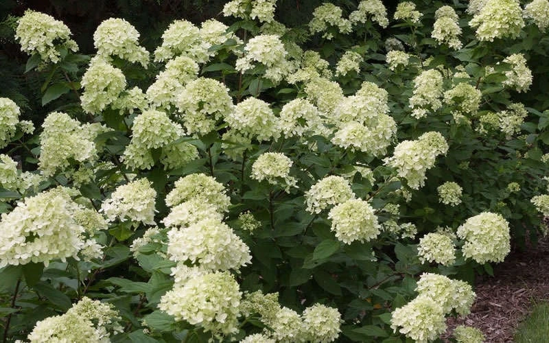 Little Lime Hydrangea - 3 Gallon Pot - Image 5