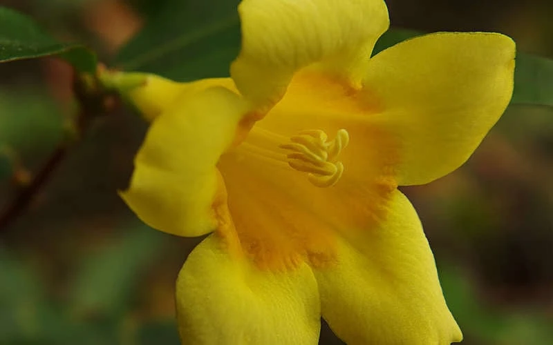Butterscotch Yellow Jasmine (Jessamine) - Gelsemium Sempervirens - 1 Gallon Pot - Image 6