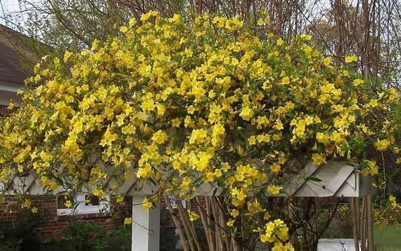 Butterscotch Yellow Jasmine (Jessamine) - Gelsemium Sempervirens - 1 Gallon Pot - Image 5