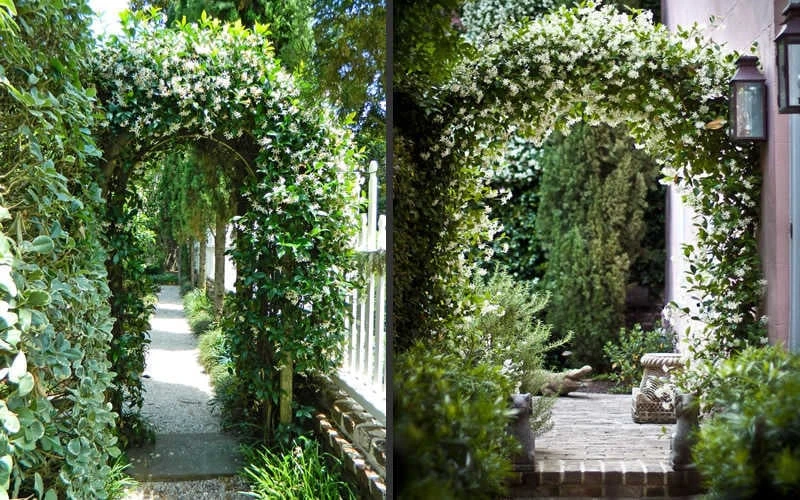 Confederate Jasmine Vine (Trachelospermum Jasminoides) - 6 Pack Of 1 Gallon Pots - Image 7