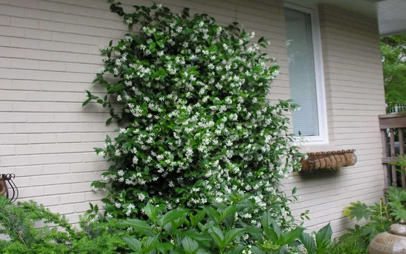 Confederate Jasmine Vine (Trachelospermum Jasminoides) - 6 Pack Of 1 Gallon Pots - Image 8