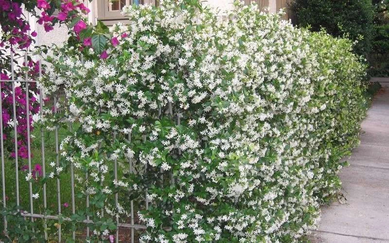 Confederate Jasmine Vine (Trachelospermum Jasminoides) - 6 Pack Of 1 Gallon Pots - Image 9