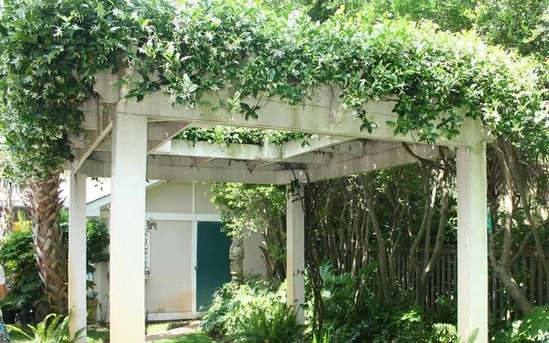 Confederate Jasmine Vine (Trachelospermum Jasminoides) - 6 Pack Of 1 Gallon Pots - Image 10