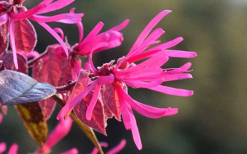 Purple Pixie Loropetalum - 3 Gallon Pot - Image 7