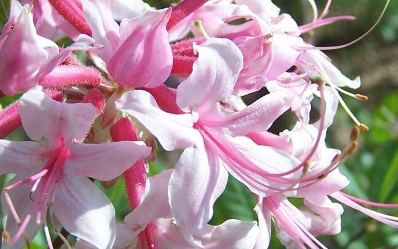 Varnadoes Phlox Pink Native Azalea - Rhododendron Canescens - 3 Gallon Pot - Image 5