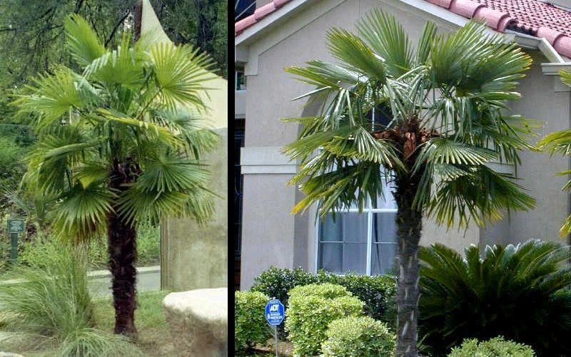 Windmill Cold Hardy Palm Tree - 7 Gallon Pot (2-3') - Image 6