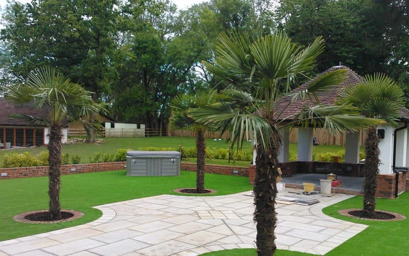 Windmill Cold Hardy Palm Tree - 7 Gallon Pot (2-3') - Image 7