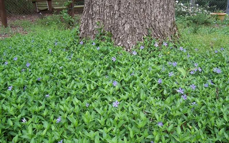 Evergreen Periwinkle (Vinca Minor) - 10 Count Flat Of Pint Pots - Image 4
