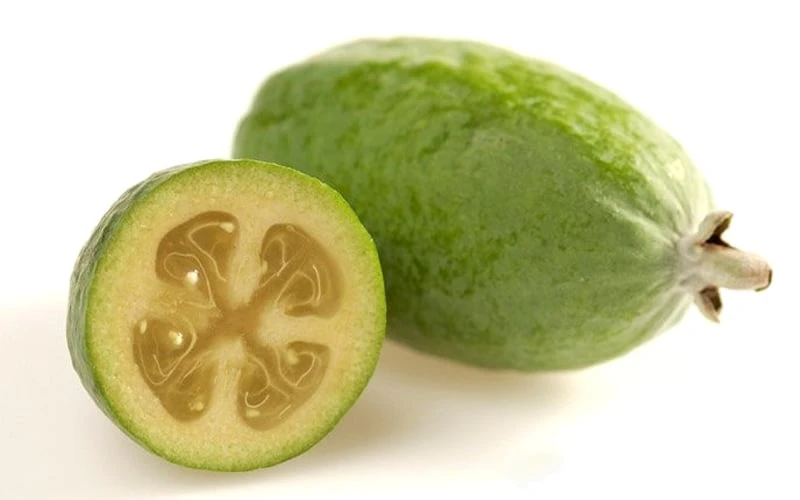 Pineapple Guava - Feijoa Sellowiana - 3 Gallon Pot - Image 9