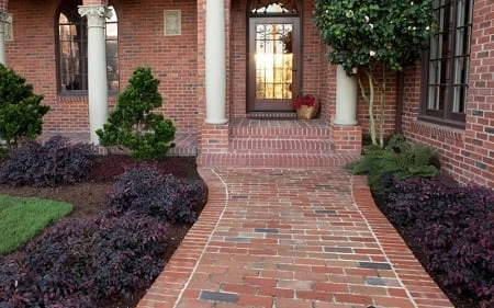 Purple Pixie Loropetalum - 3 Gallon Pot - Image 5