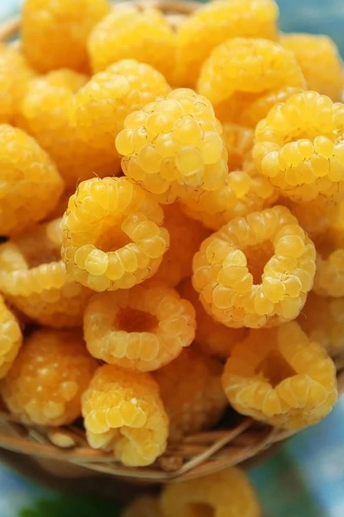 Fall Gold Raspberry - 1 Gallon Pot - Image 4