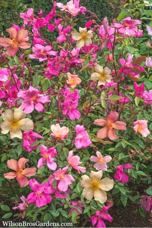 Butterfly Rose - Rosa Chinensis 'Mutabilis' - 3 Gallon Pot - Image 4