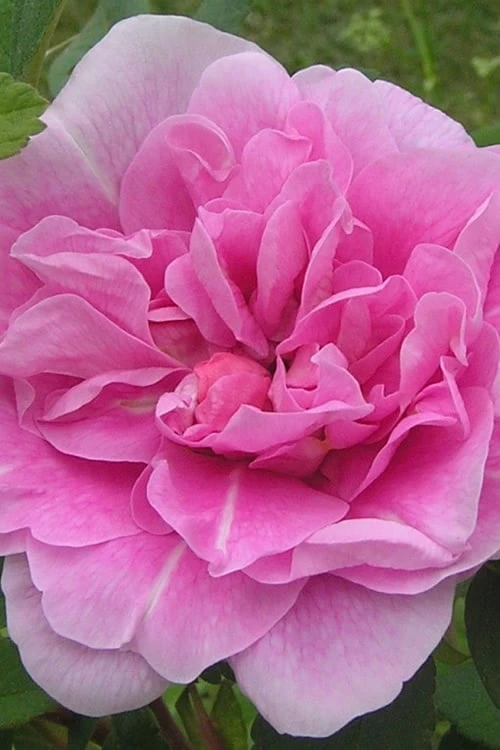 Therese Bugnet Rugosa Rose - 3 Gallon Pot