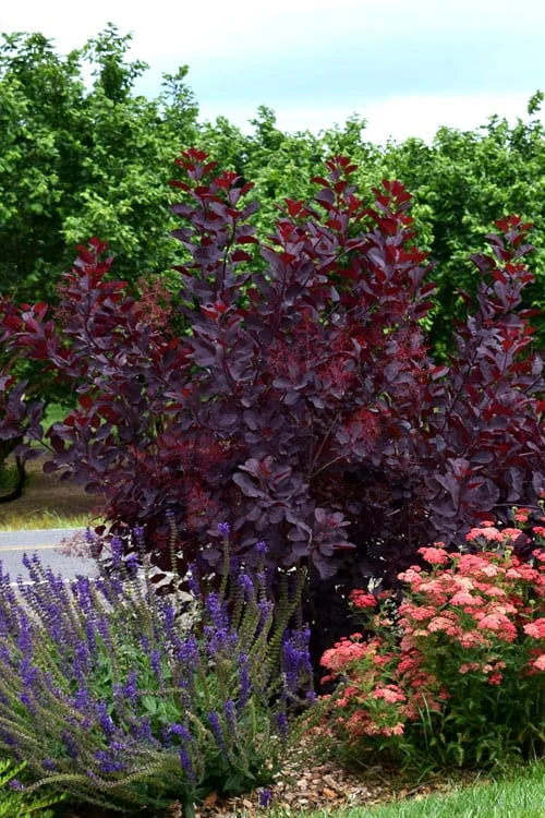 Royal Purple Smoke Tree (Smokebush) - 5 Gallon Pot - SALE - Image 9
