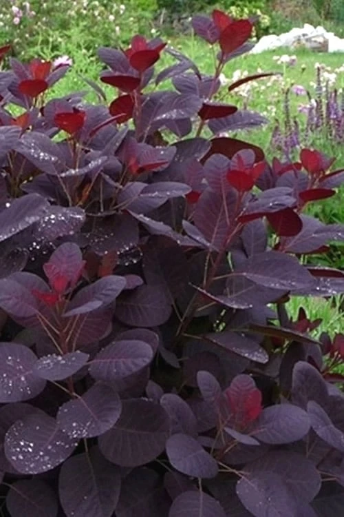Royal Purple Smoke Tree (Smokebush) - 5 Gallon Pot - SALE - Image 10