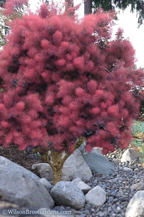 Royal Purple Smoke Tree (Smokebush) - 5 Gallon Pot - SALE - Image 5