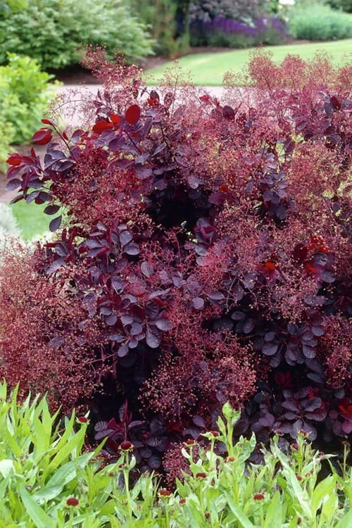 Royal Purple Smoke Tree (Smokebush) - 5 Gallon Pot - SALE - Image 7