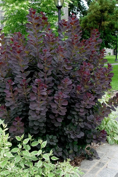 Royal Purple Smoke Tree (Smokebush) - 5 Gallon Pot - SALE - Image 4