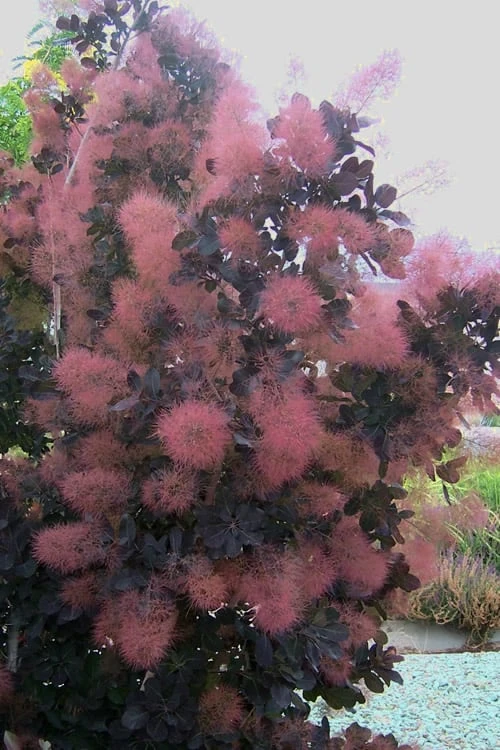 Royal Purple Smoke Tree (Smokebush) - 5 Gallon Pot - SALE - Image 8