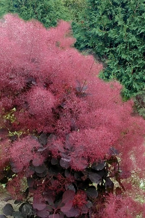 Royal Purple Smoke Tree (Smokebush) - 5 Gallon Pot - SALE