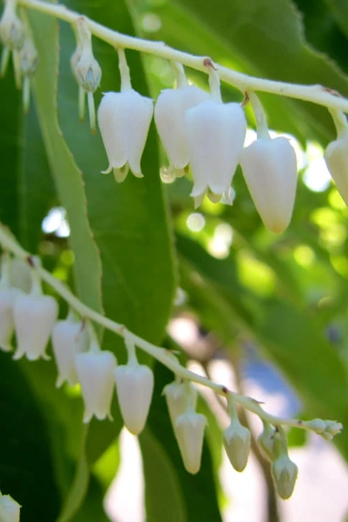 Sourwood Tree (Oxydendrum Arboreum) - 7 Gallon Pot (4-5') - Image 5