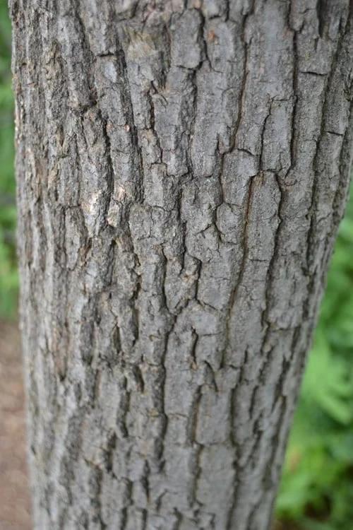 Sourwood Tree (Oxydendrum Arboreum) - 7 Gallon Pot (4-5') - Image 8