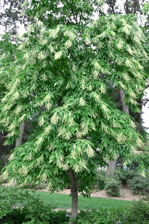 Sourwood Tree (Oxydendrum Arboreum) - 7 Gallon Pot (4-5') - Image 6