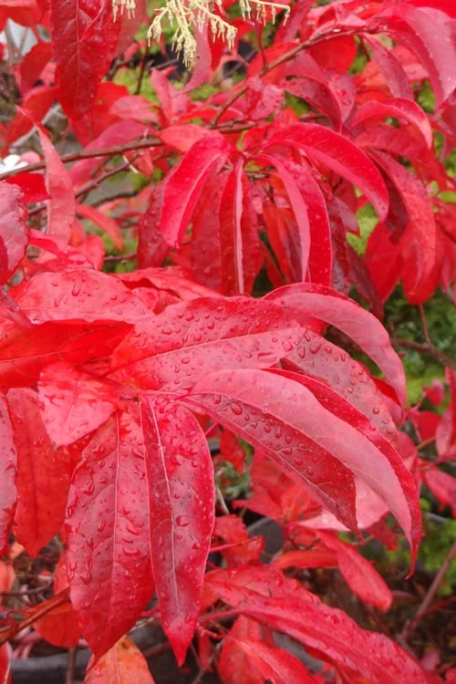 Sourwood Tree (Oxydendrum Arboreum) - 7 Gallon Pot (4-5') - Image 4