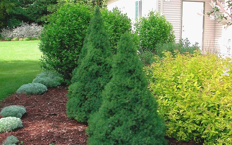 Dwarf Alberta Spruce - 3 Gallon Pot - Image 6