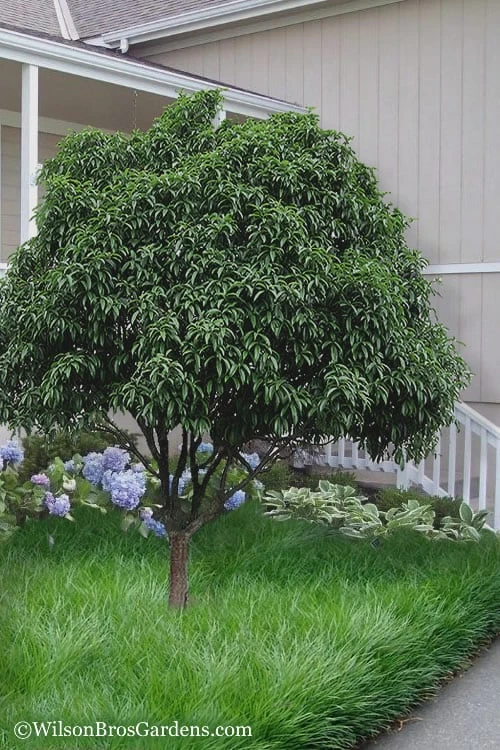 Fudingzhu Fragrant White Tea Olive (Osmanthus Fragrans) - 6 Pack Of 1 Gallon Pots - Image 4