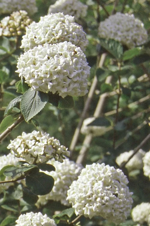 Pearlific Fragrant Snowball Viburnum Bush - 3 Gallon Pot - Image 5
