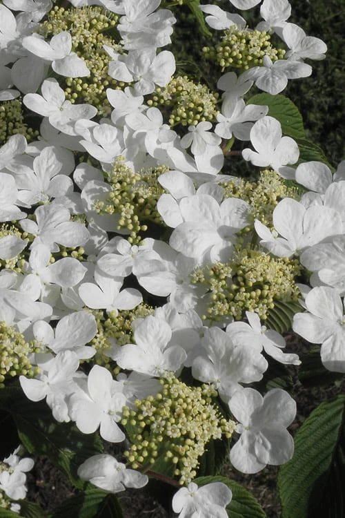 Mariesii Doublefile Viburnum - 2.5 Gallon Pot - Image 5