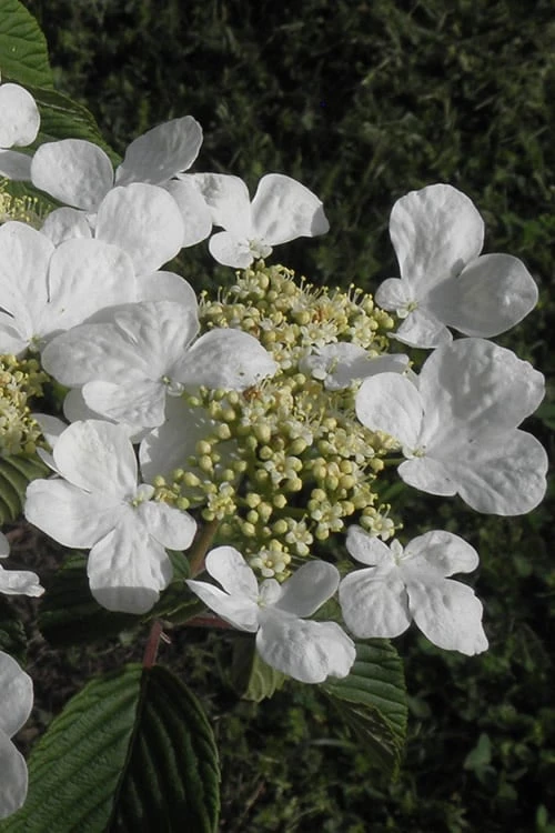 Mariesii Doublefile Viburnum - 2.5 Gallon Pot - Image 6