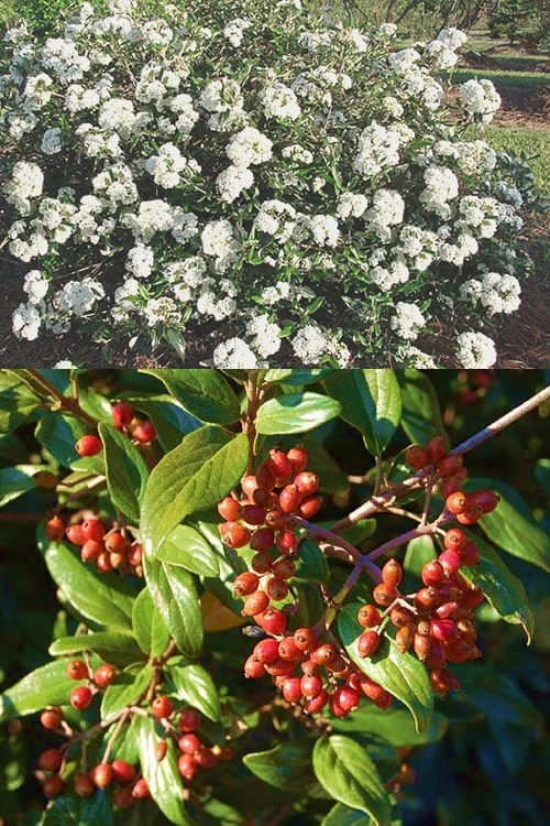 Pearlific Fragrant Snowball Viburnum Bush - 3 Gallon Pot - Image 4