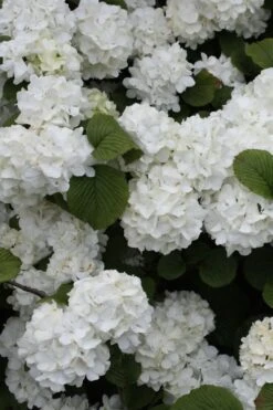Popcorn Snowball Viburnum Bush - 1 Gallon Pot