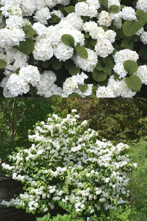Popcorn Snowball Viburnum Bush - 1 Gallon Pot - Image 4